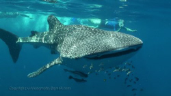 Whale Shark smile,  photo by Violeta Jahnel Brosig, vvide... by V F 